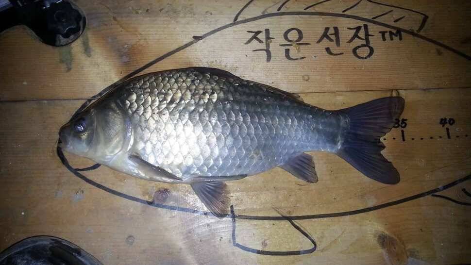 죽향 라텍스찌 (사용기강좌 - 사용기)