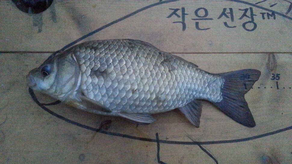 죽향 라텍스찌 사용기 (사용기강좌 - 사용기)
