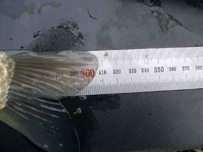 입아픈붕어 시즌 23호 월척 331cm 307cm (조황조행기 - 월척컵토종붕어챔피언십)