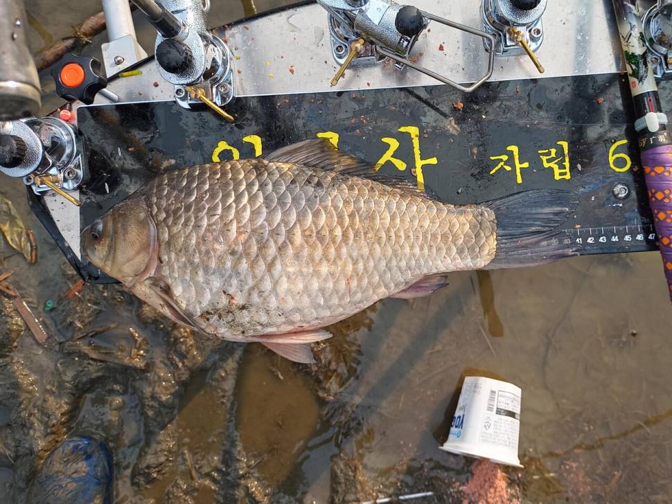 4짜 초반의 행진입니다 (조황조행기 - 월척컵토종붕어챔피언십)